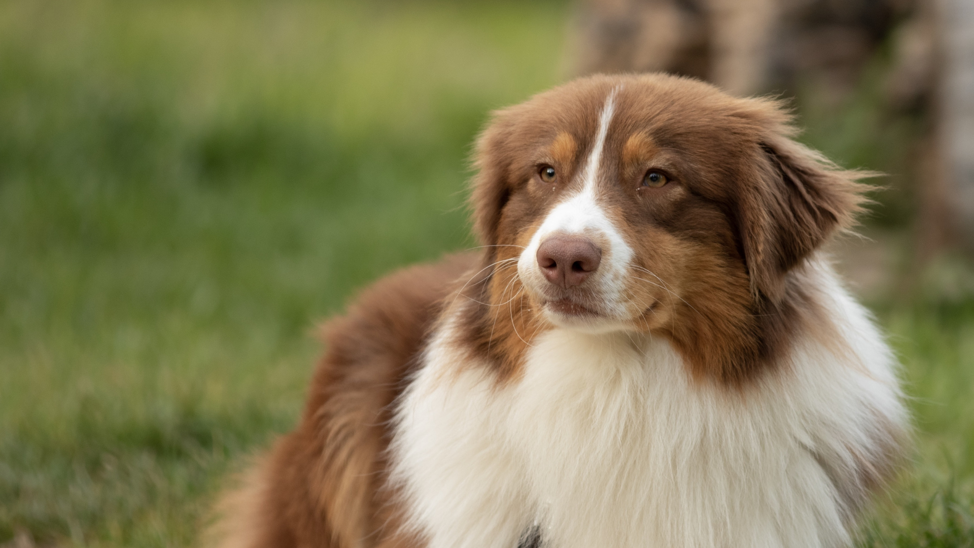 Les 5 meilleures races de chiens de berger