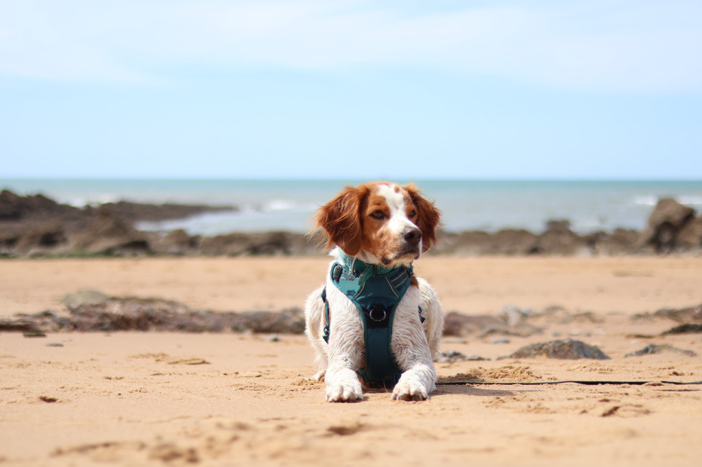 Les chiens peuvent-ils prendre un coup de soleil ? Nos astuces pour les protéger