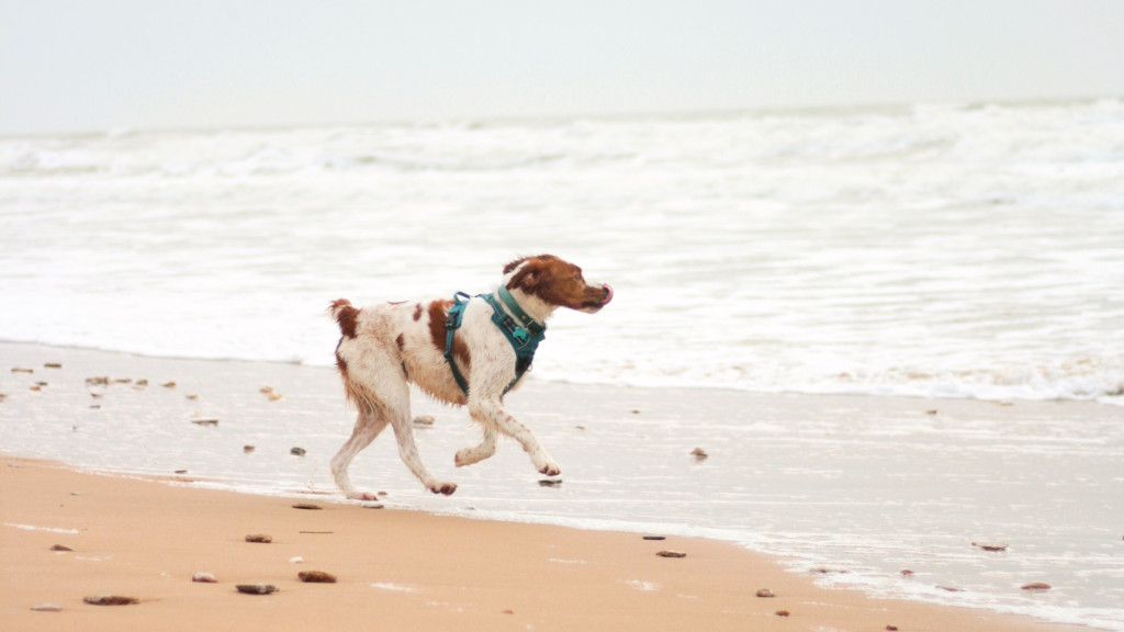 Profiter de la plage avec son chien