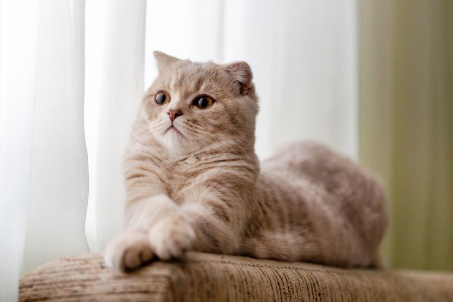 Quelles sont les 6 races de chats les plus intelligentes ?