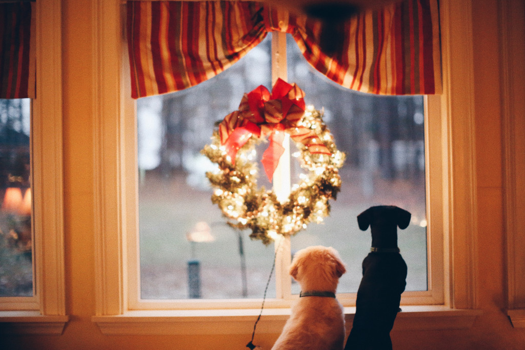 Gâtez vos animaux à Noël avec les idées cadeaux des Recettes de Daniel !