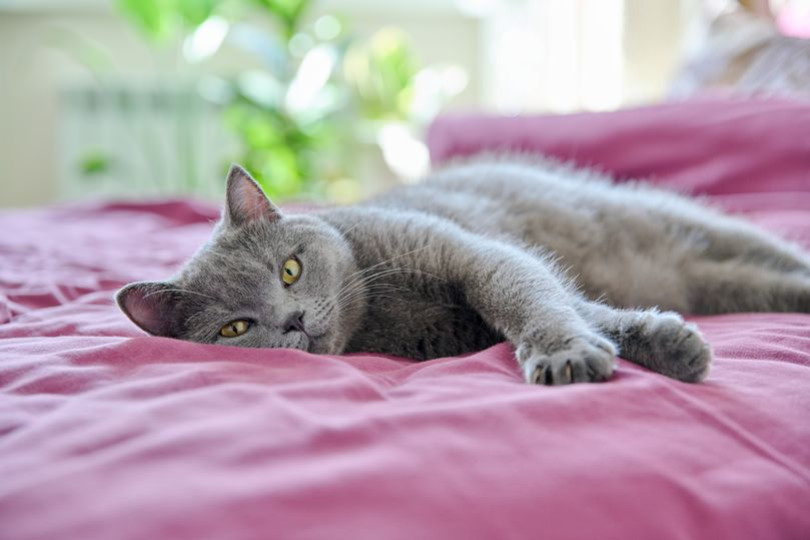 Dormir avec son chat : ce qu’il faut absolument savoir avant de le faire