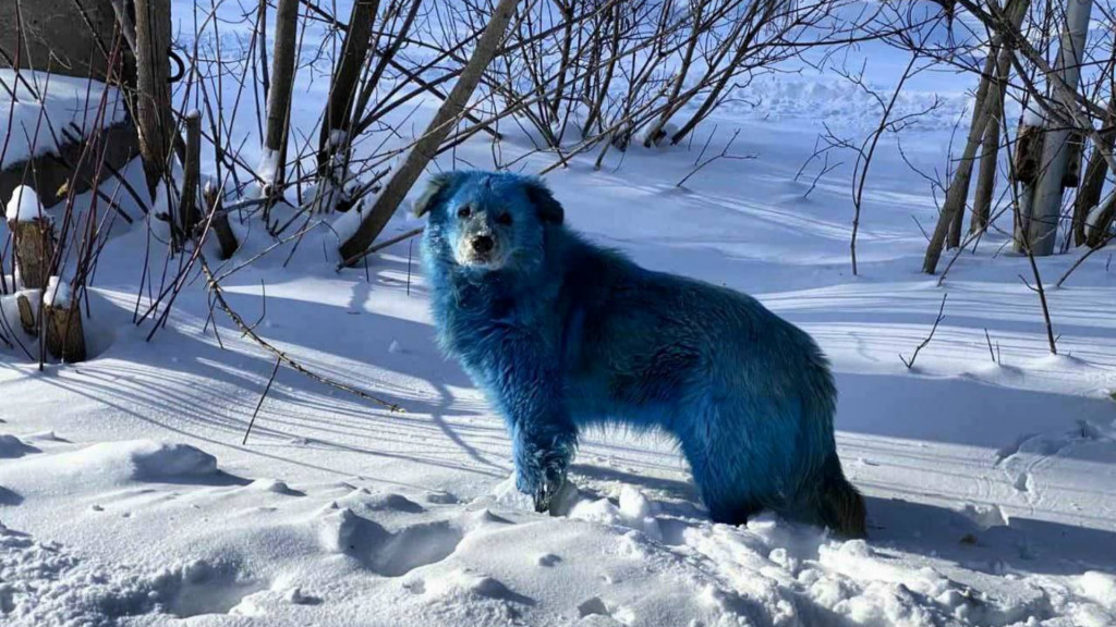 Russie : Des chiens errants deviennent bleus à cause d'une étrange pollution