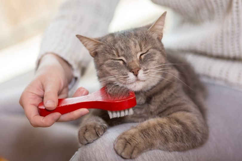 Ronronthérapie : le pouvoir guérisseur des chats