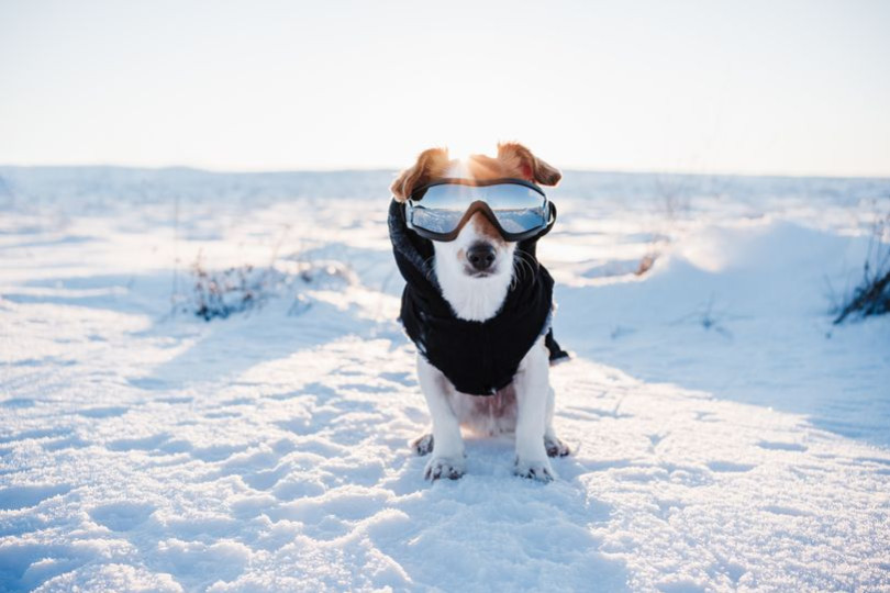 À quelle température un chien a-t-il froid ?