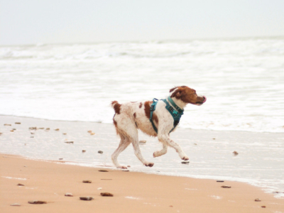 Profiter de la plage avec son chien