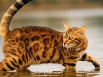 Top 3 des races de chats qui aiment l'eau