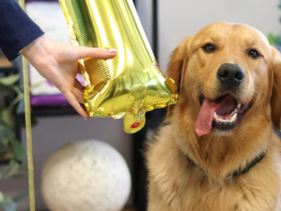 Bonne fête à tous les chiens !