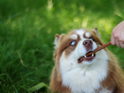 Pourquoi donner des friandises à son chien ?