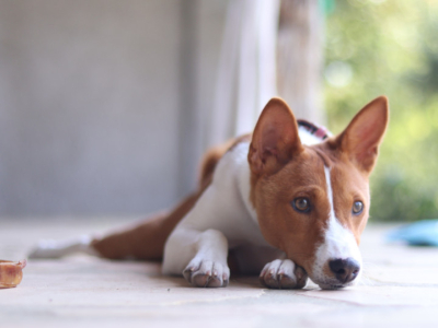 5 races de chiens qui n'aboient pas