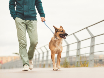 Comment bien vivre avec son chien en ville ?