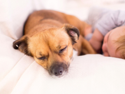 Préparer la rencontre d'un nouveau-né avec son chien