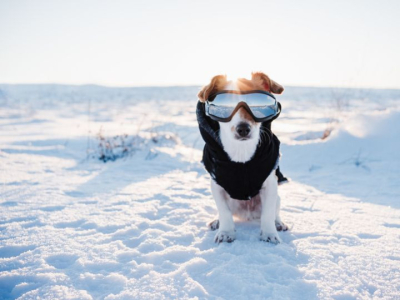 À quelle température un chien a-t-il froid ?