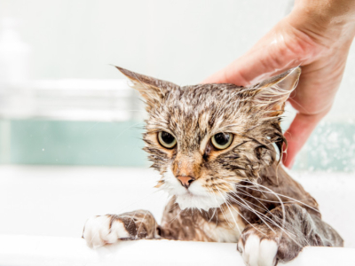 Comment laver son chat : Guide étape par étape et conseils pratiques